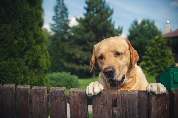 a dog and wood fence