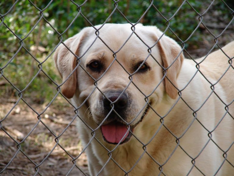 dog behind chain fence