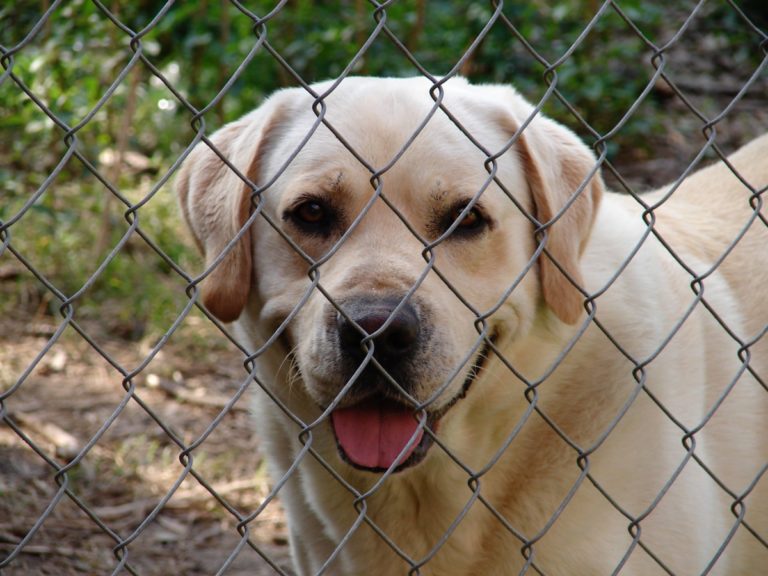 A dog-proof fence installed by A-1 Fence Inc. in San Jose, CA
