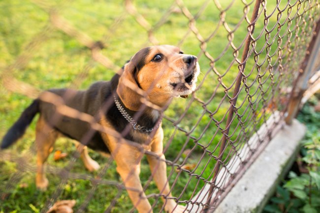 A dog barking