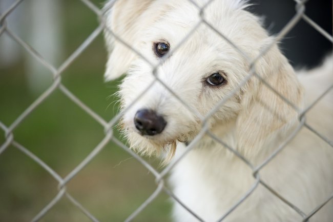 dog in the fence