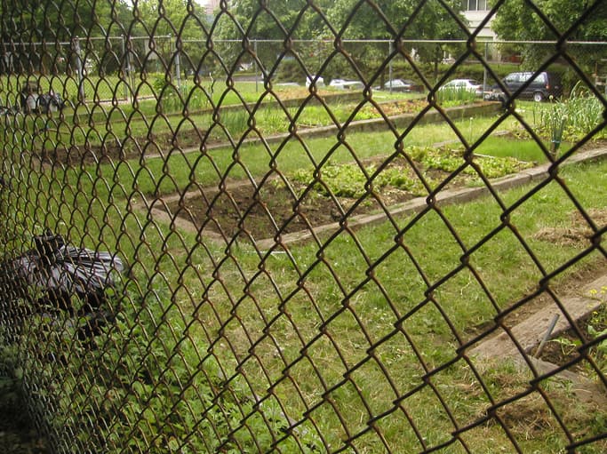 Chain Link Fence for Urban Garden